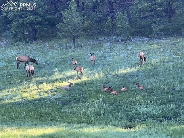 210 Saddlehorn Trail