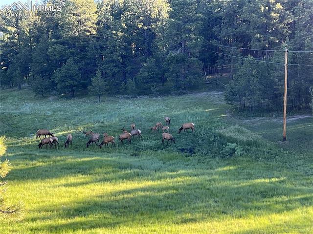 210 Saddlehorn Trail