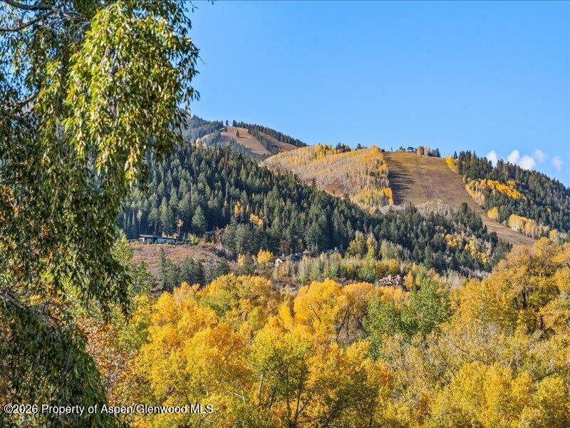 Mountain view framed by golden autumn foliage and evergreen forest.