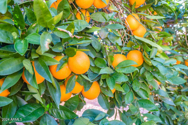 1568 E San Remo Avenue