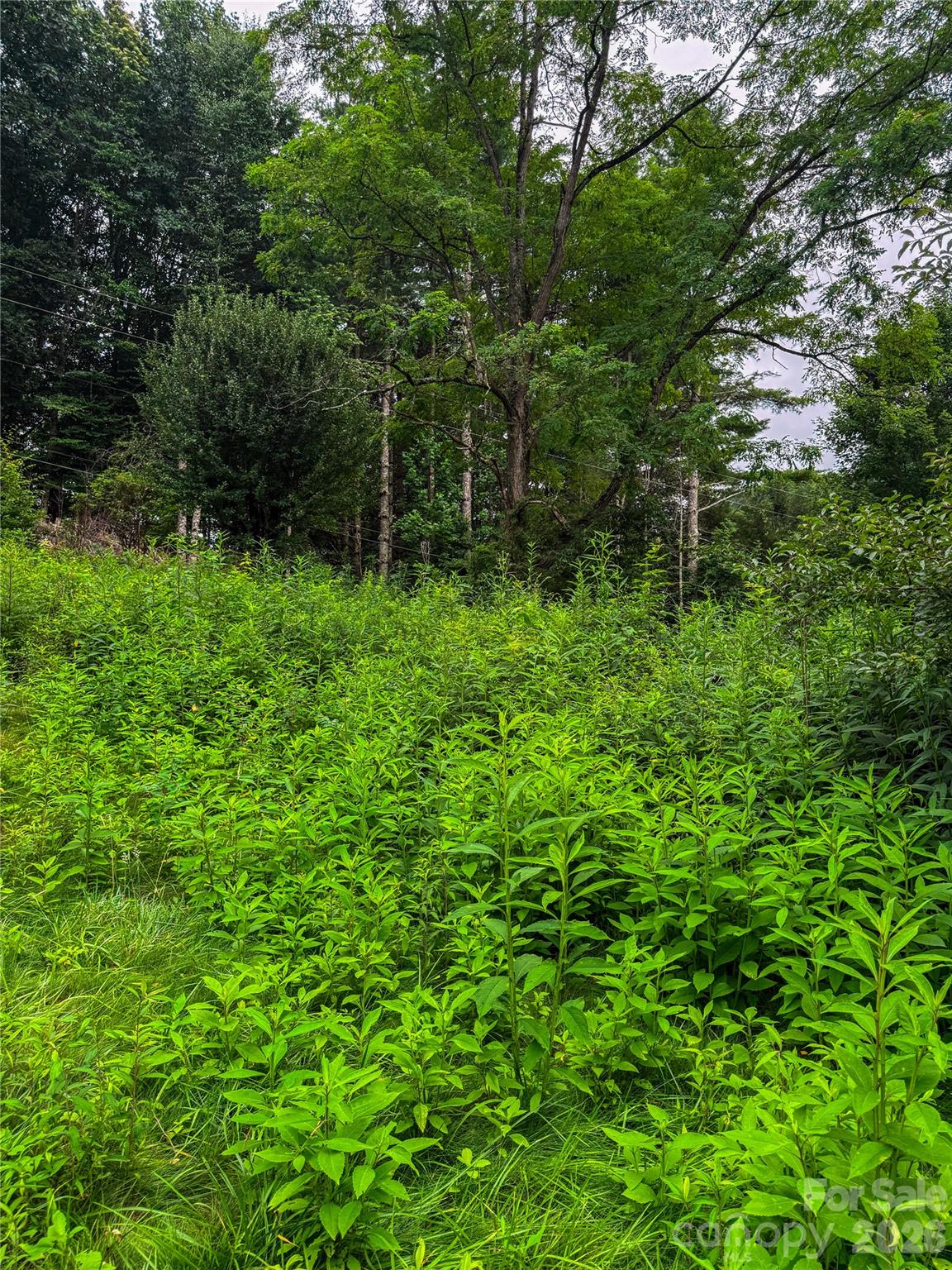 3454 Puncheon Fork Road