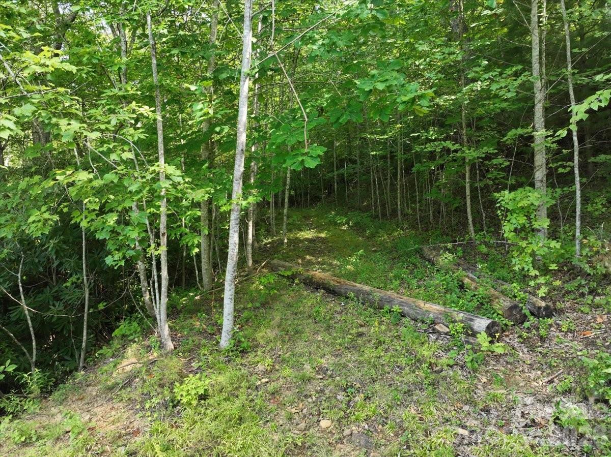 Wooded property with a small clearing and fallen logs among leafy trees.