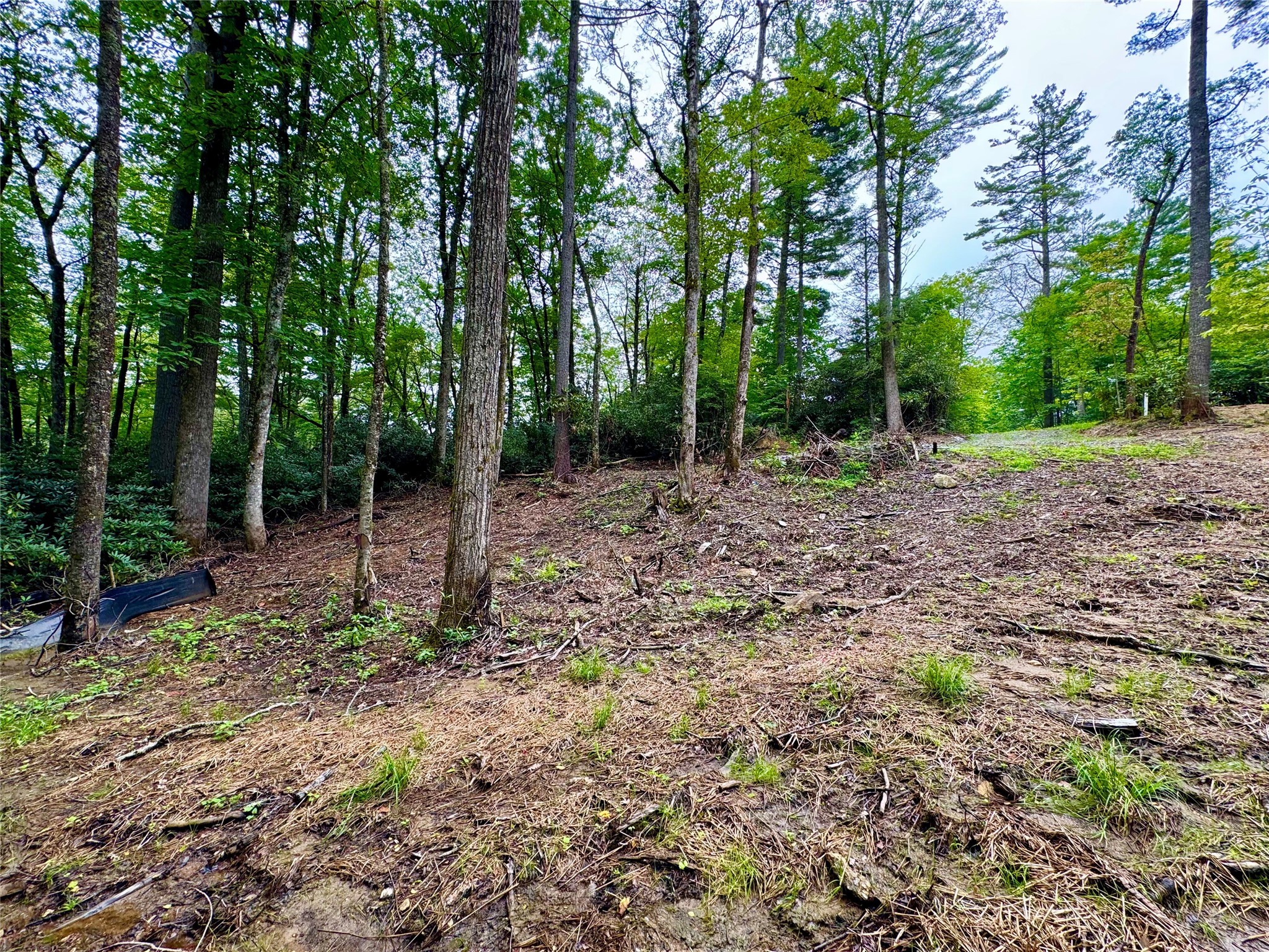 240 Pineland Drive