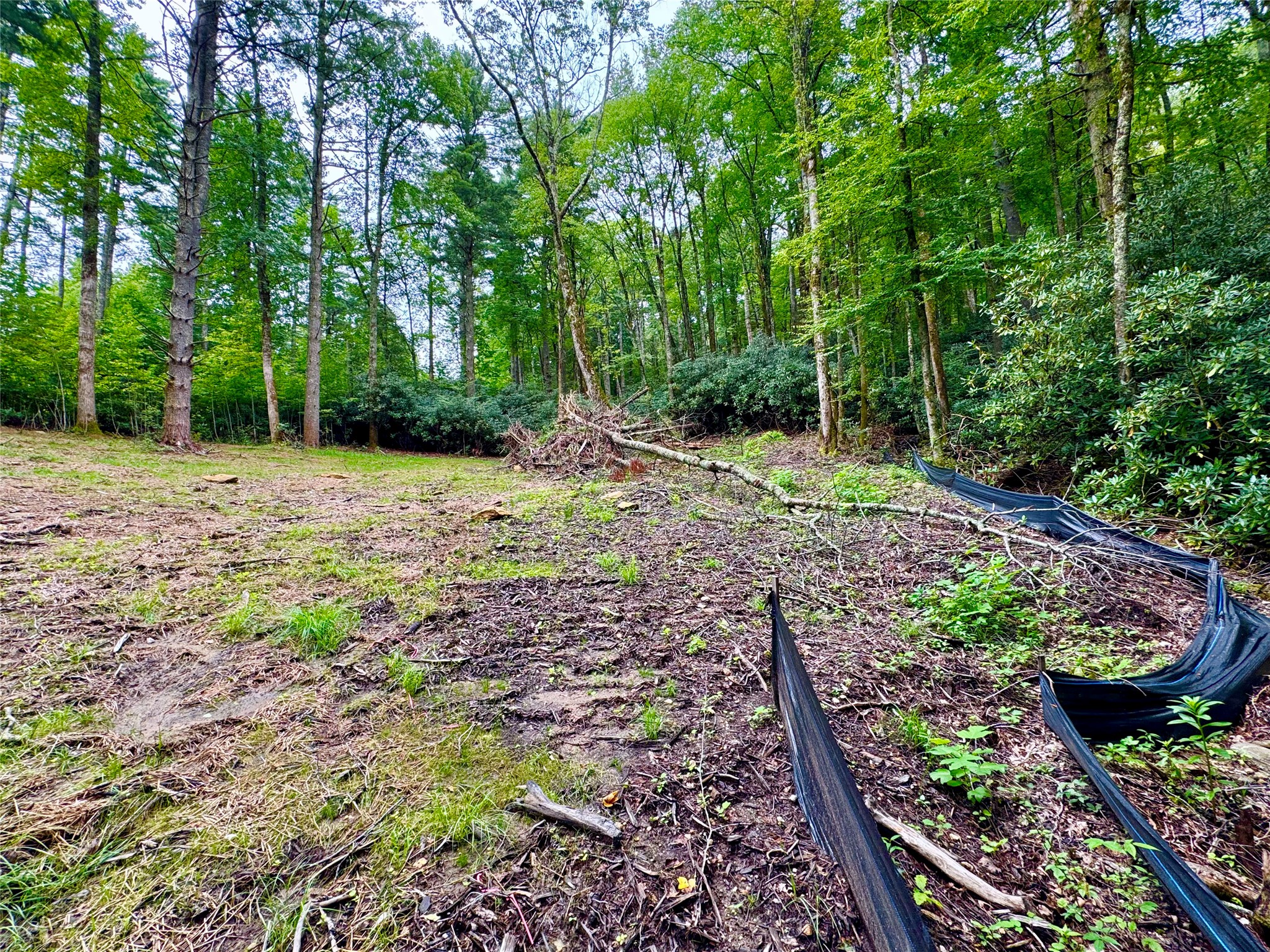 240 Pineland Drive