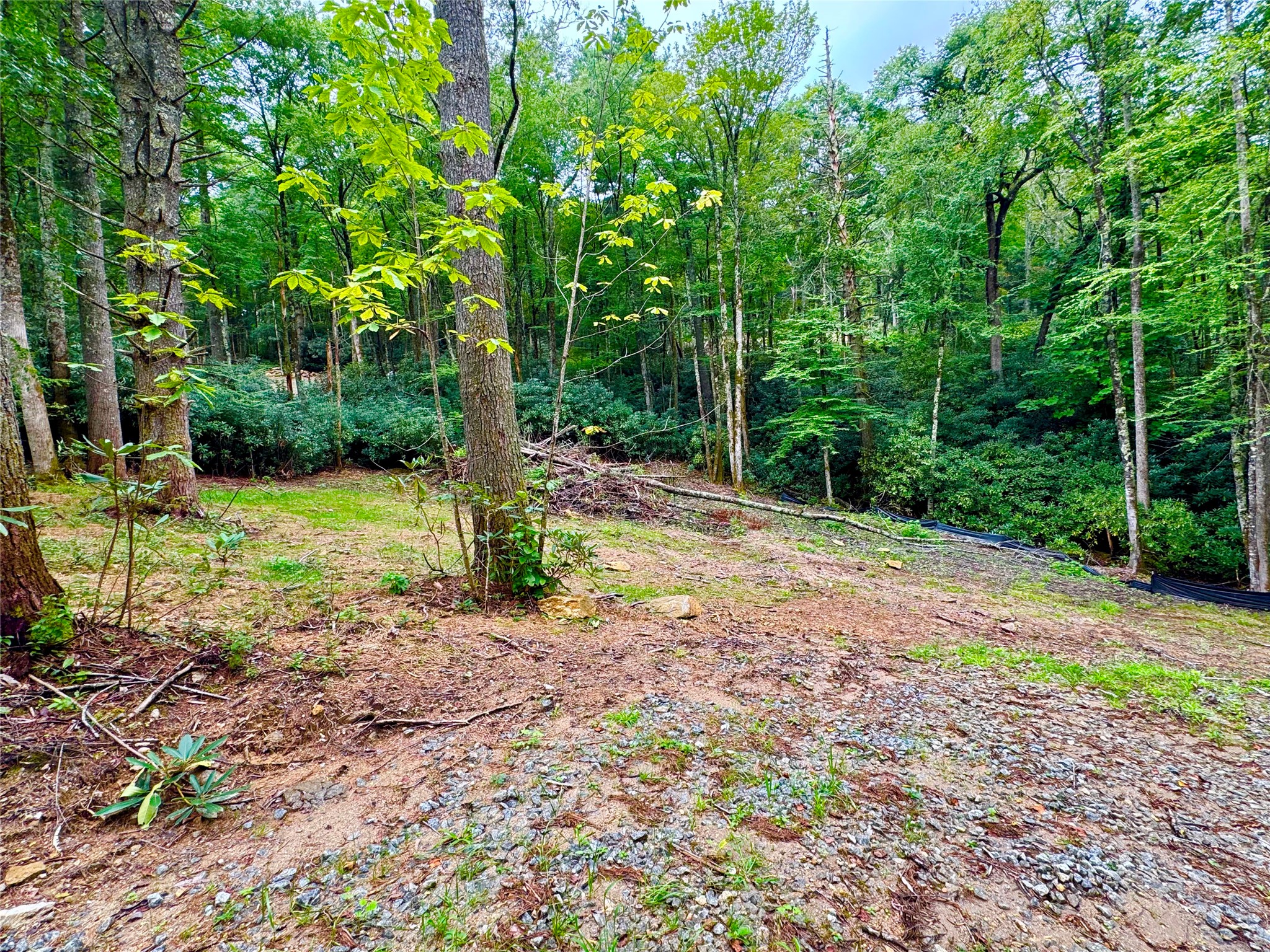 240 Pineland Drive