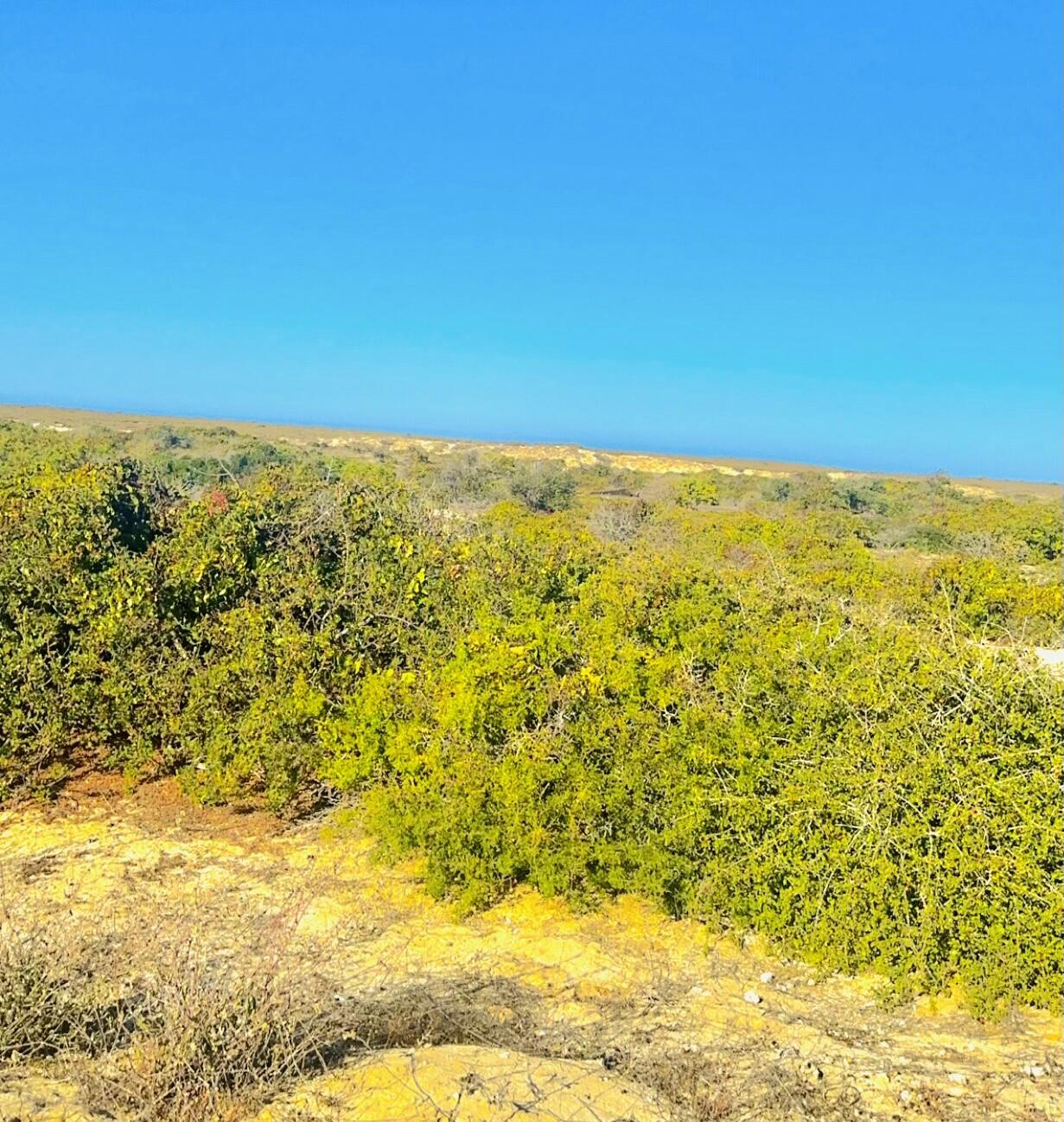 C132&C133 Lighthouse Point Estates, Ocean Dreams