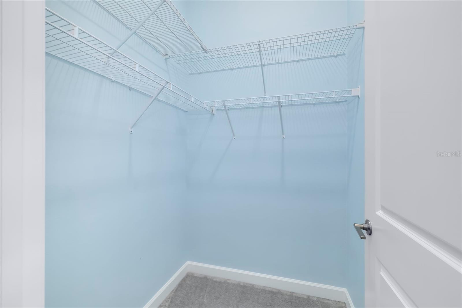 Empty walk-in closet with blue walls, gray carpet, and white wire shelving and hanging rods.