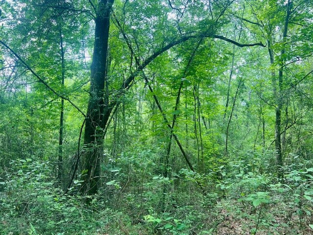 000 Jessie Stogner Road