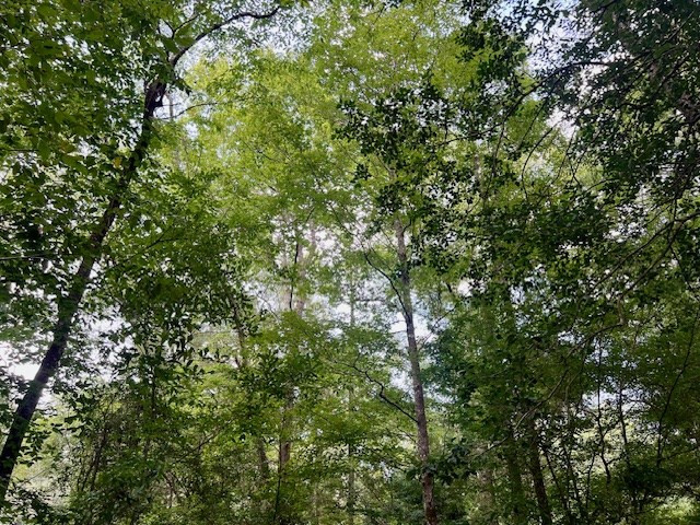 1162-B John Amacker Road