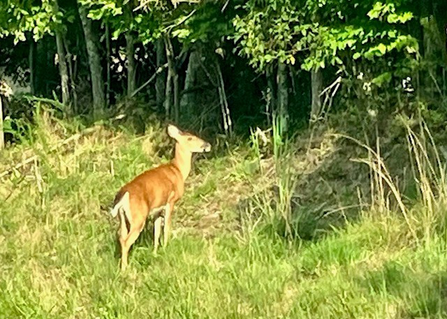 260 Albert Rayburn Road