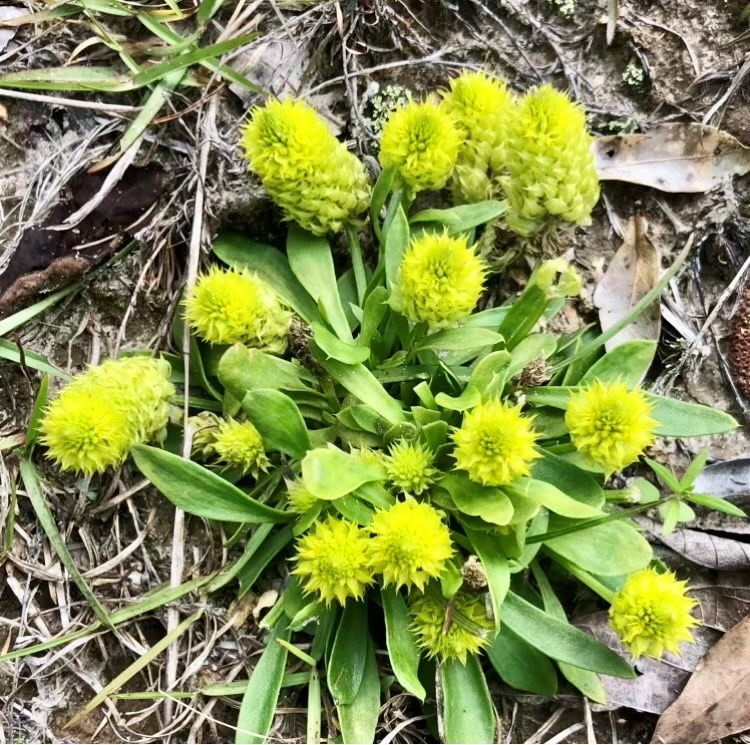 260 Albert Rayburn Road