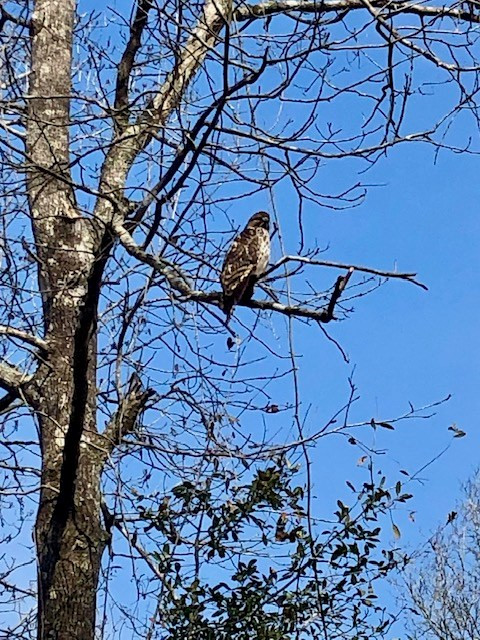 260 Albert Rayburn Road