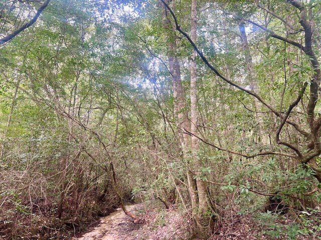 260 Albert Rayburn Road