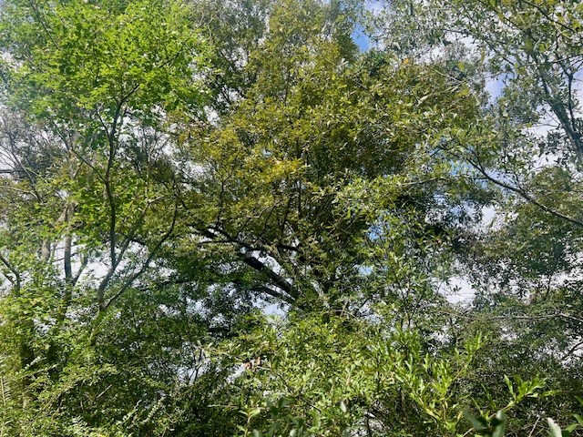 260 Albert Rayburn Road