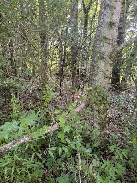 196 SW Lower Woodville Road