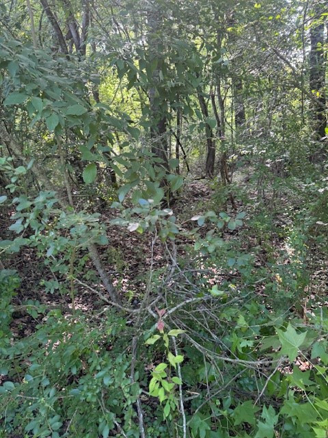 196 SW Lower Woodville Road