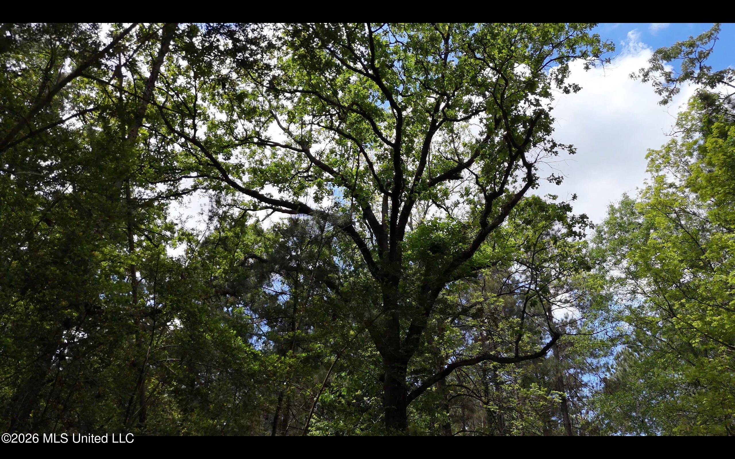 Magnolia Holmesville Road, McComb