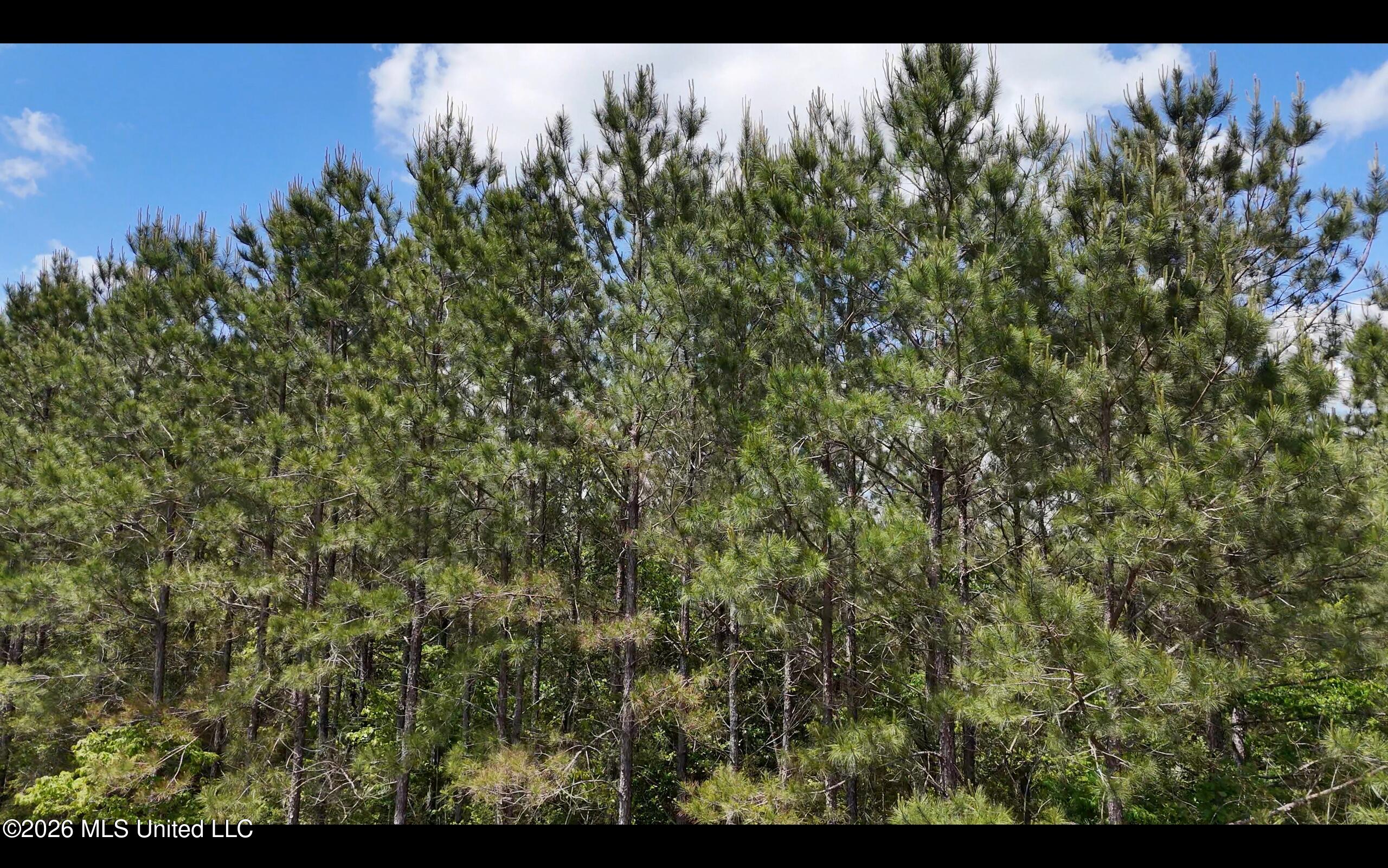 Magnolia Holmesville Road, McComb