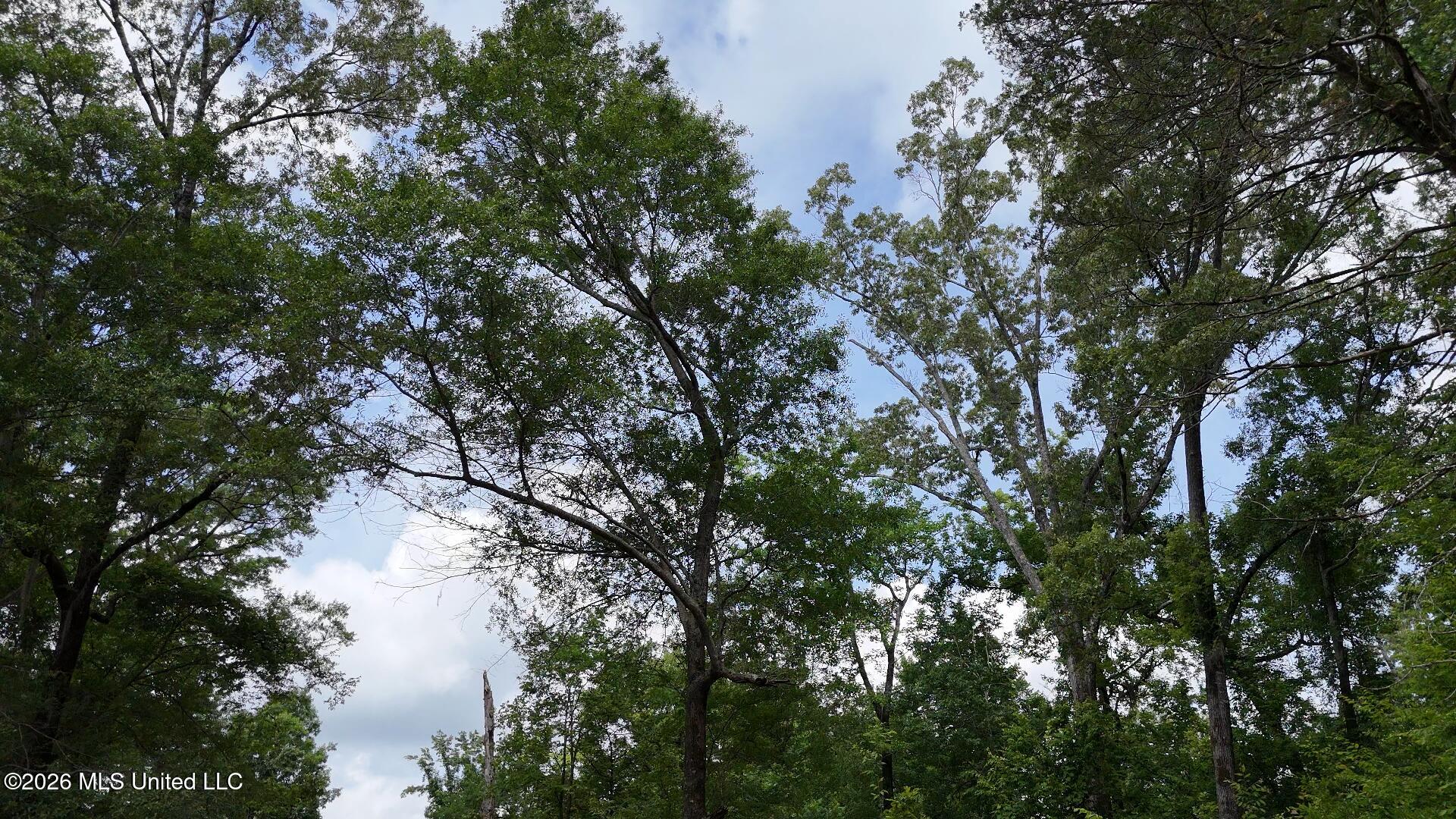 0 Dogwood Road