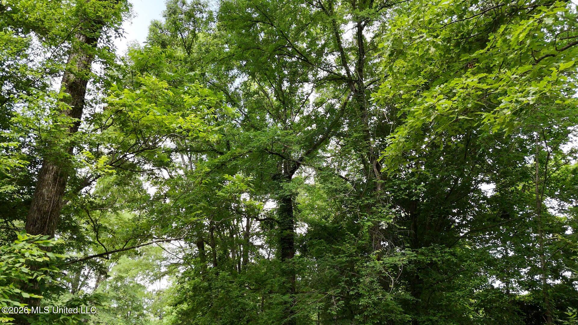 0 Dogwood Road