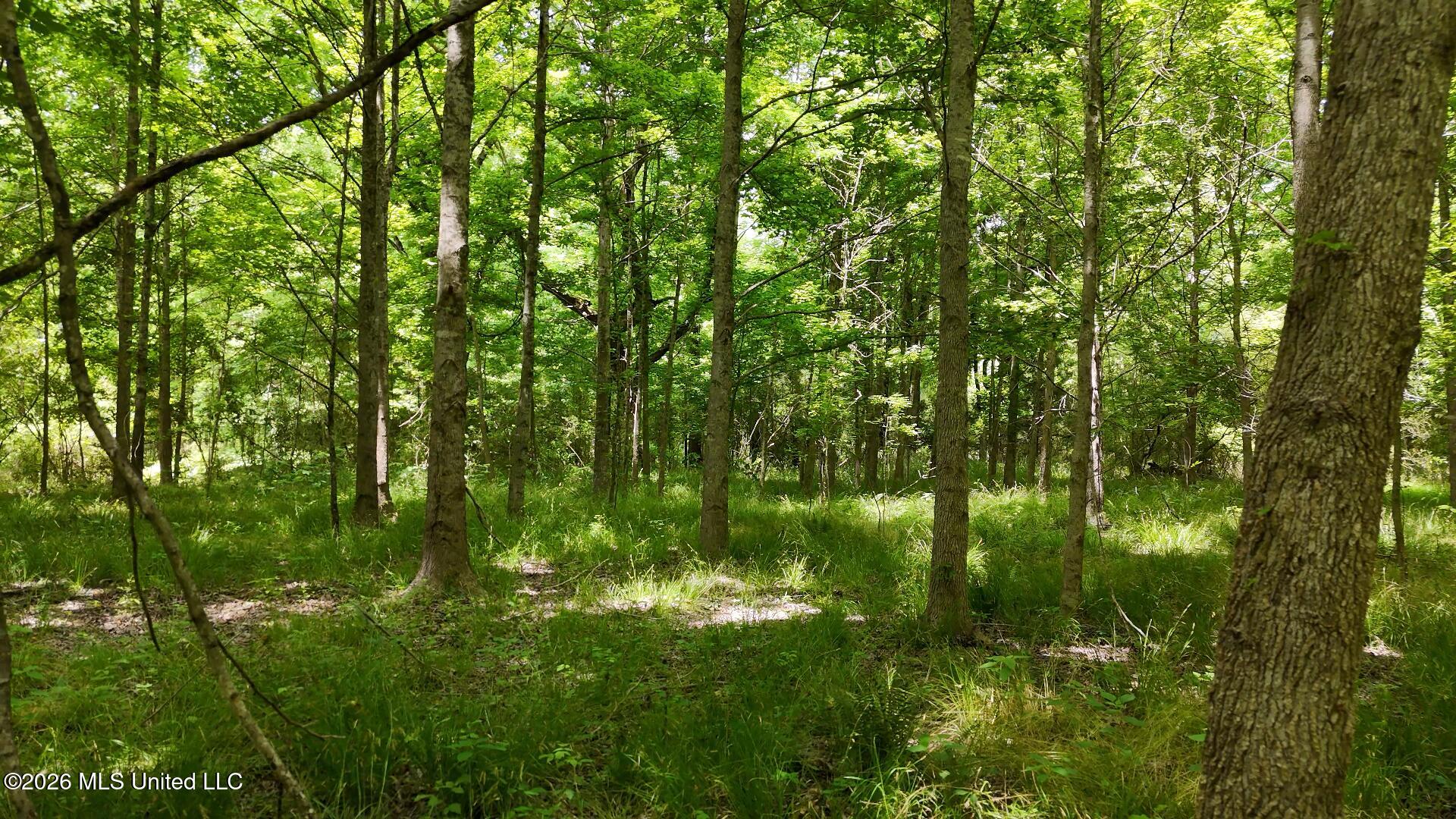 00 Dogwood Road