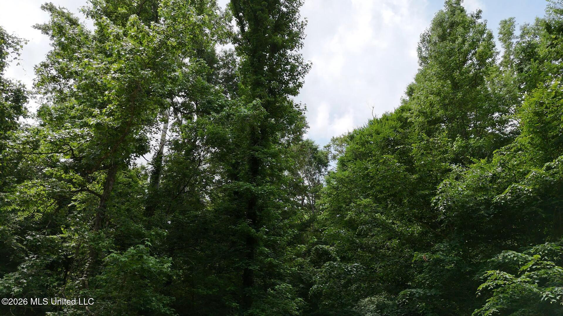 00 Dogwood Road