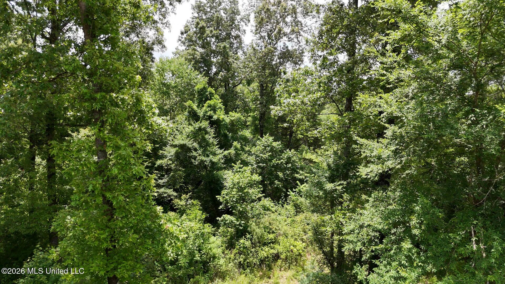 00 Dogwood Road