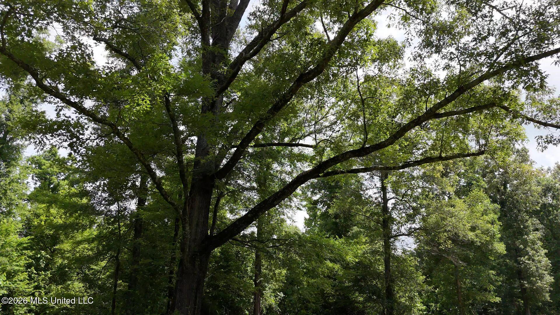 00 Dogwood Road
