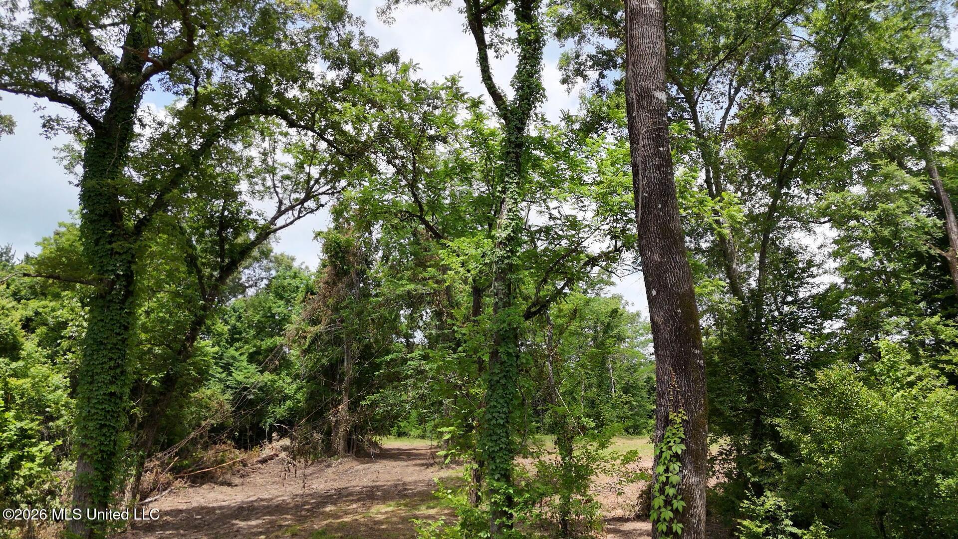 00 Dogwood Road