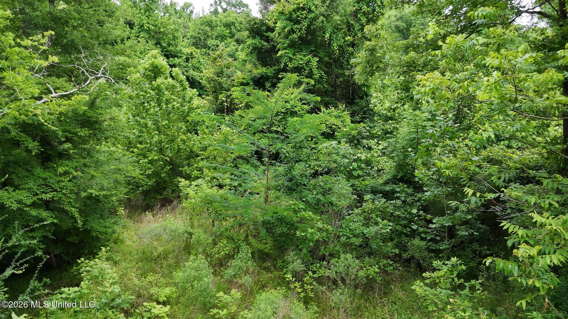 00 Dogwood Road