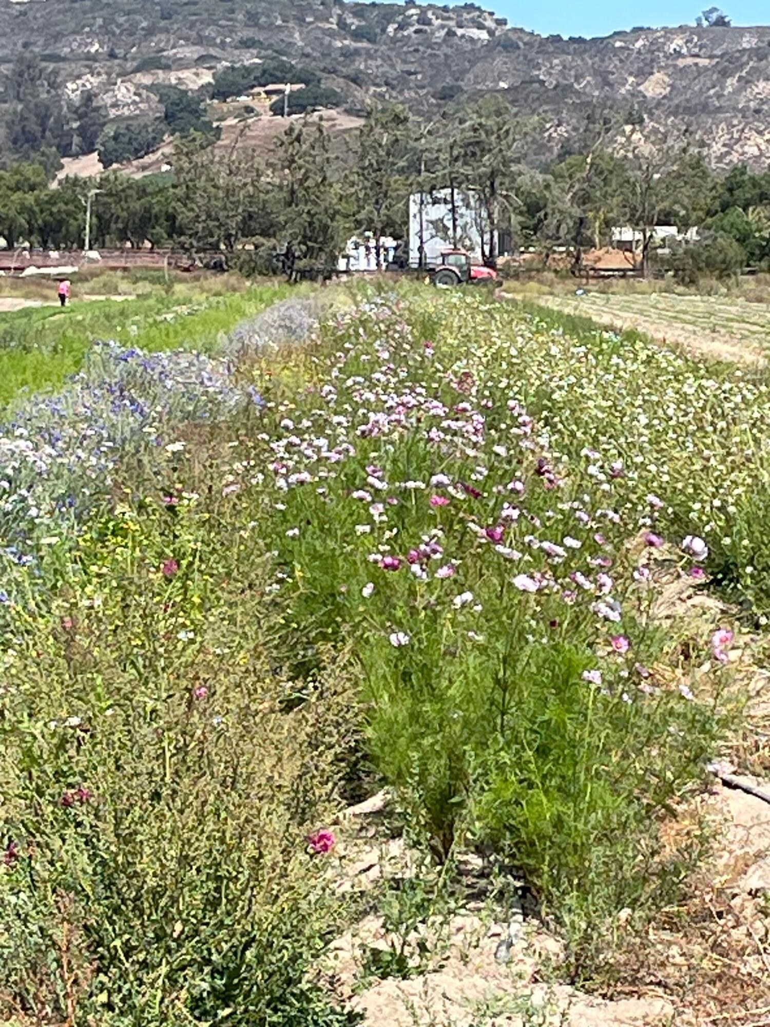 3269 Crucero Road