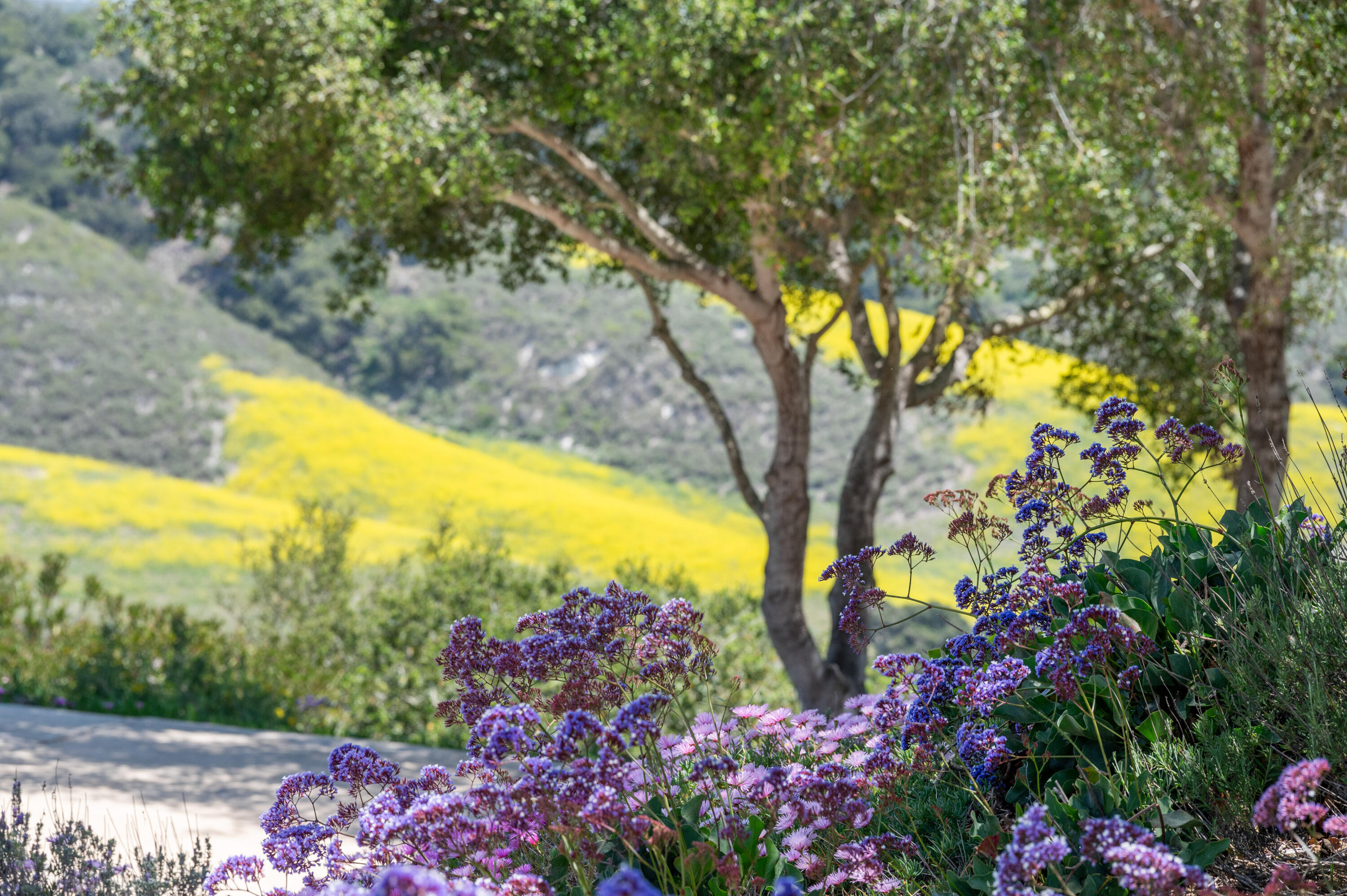 760 Falcon Ridge Lane