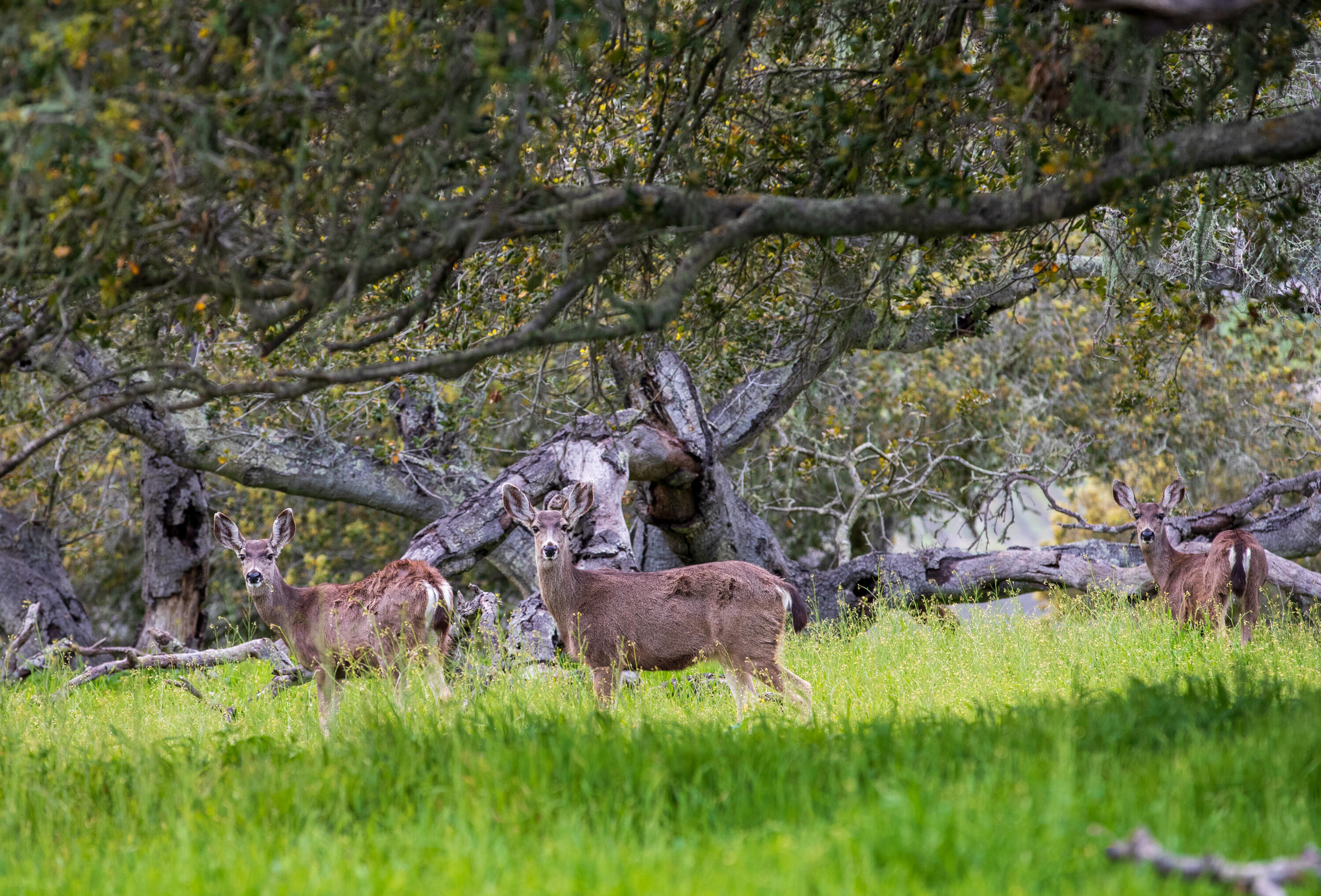 9985 Alisos Canyon Road