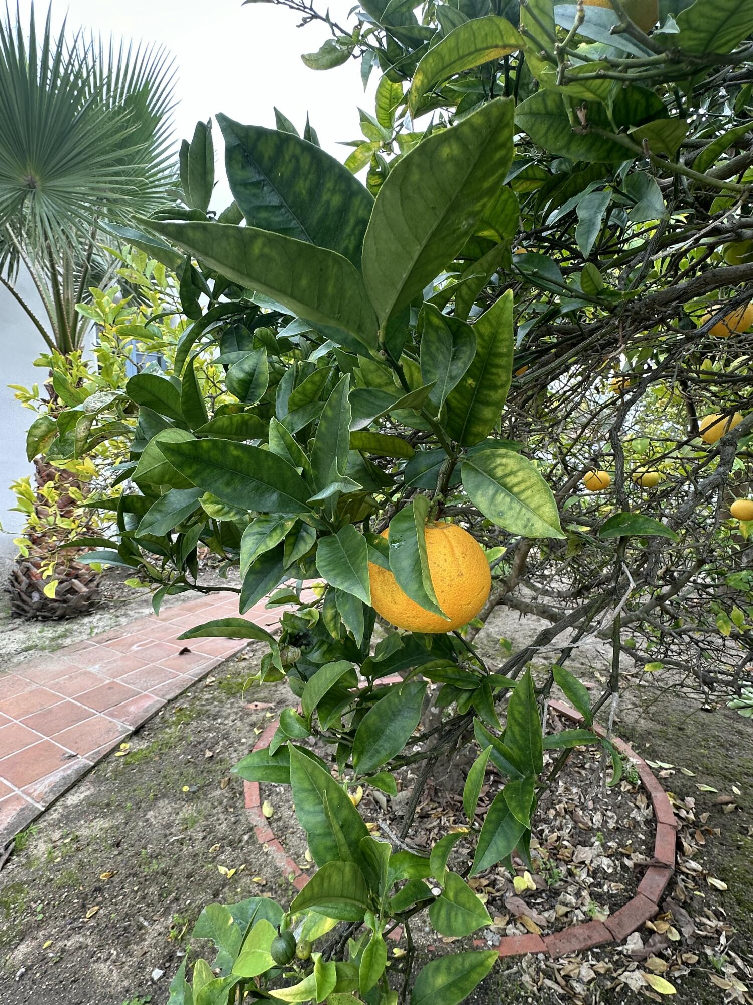 1521 La Vista Del Oceano