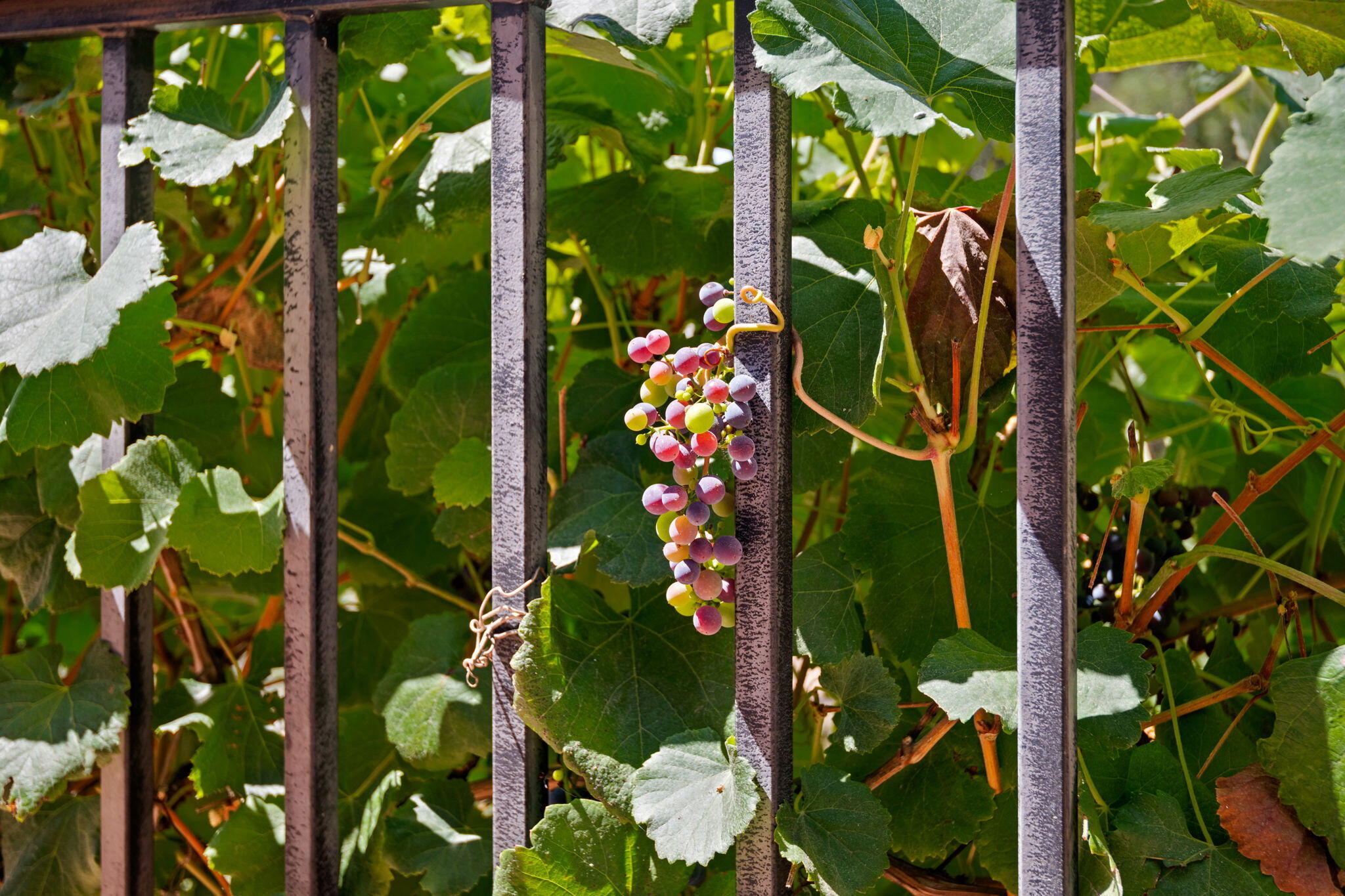 718 Las Canoas Place