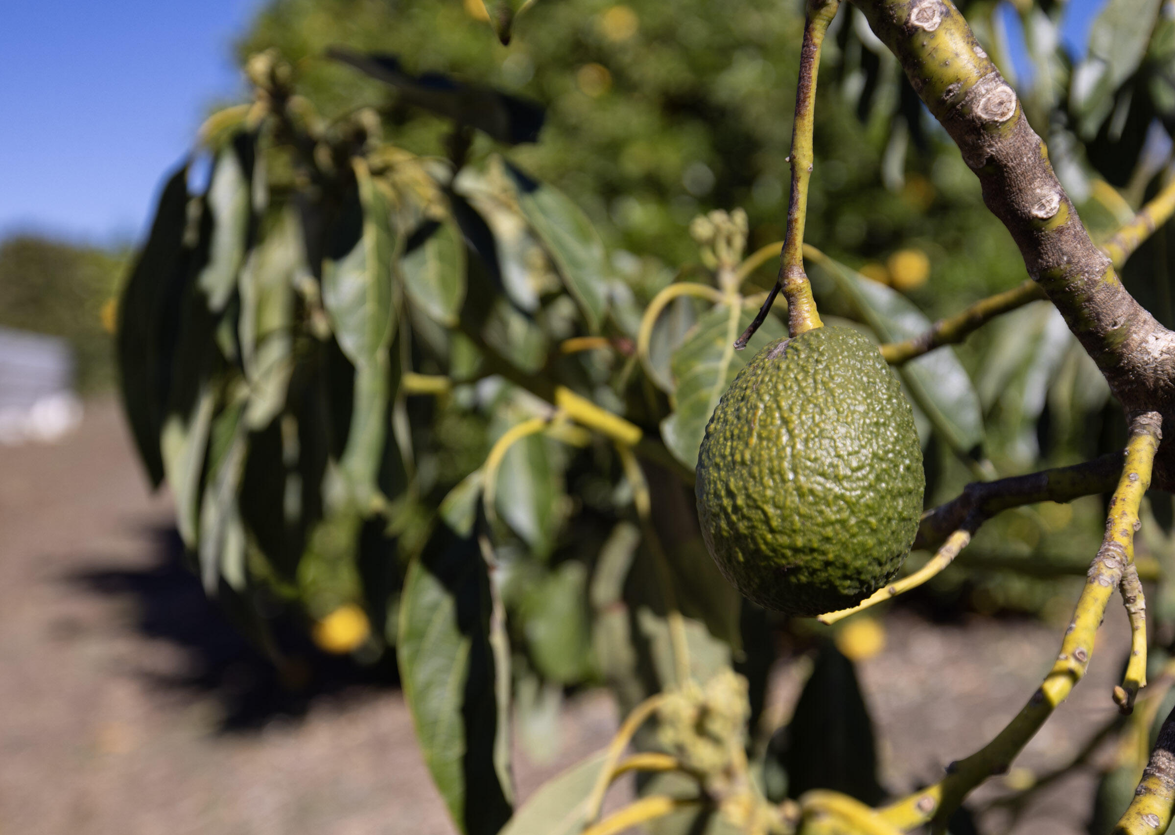 200 Ellwood Ridge Road