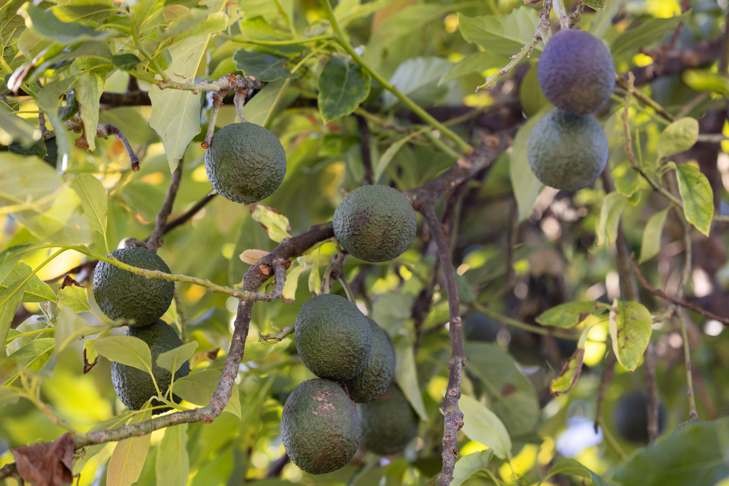 417 W Canon Perdido Street