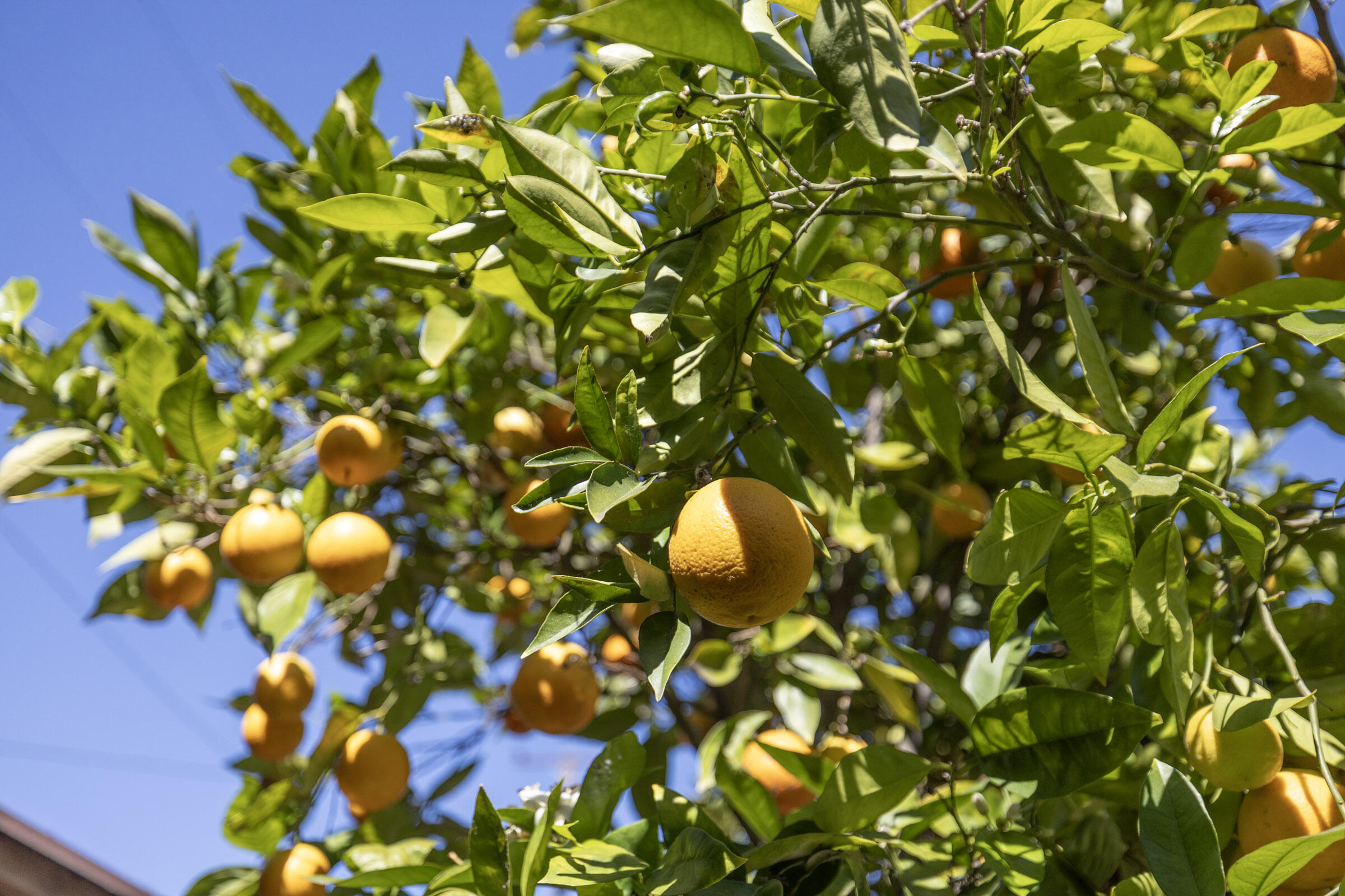 417 W Canon Perdido Street