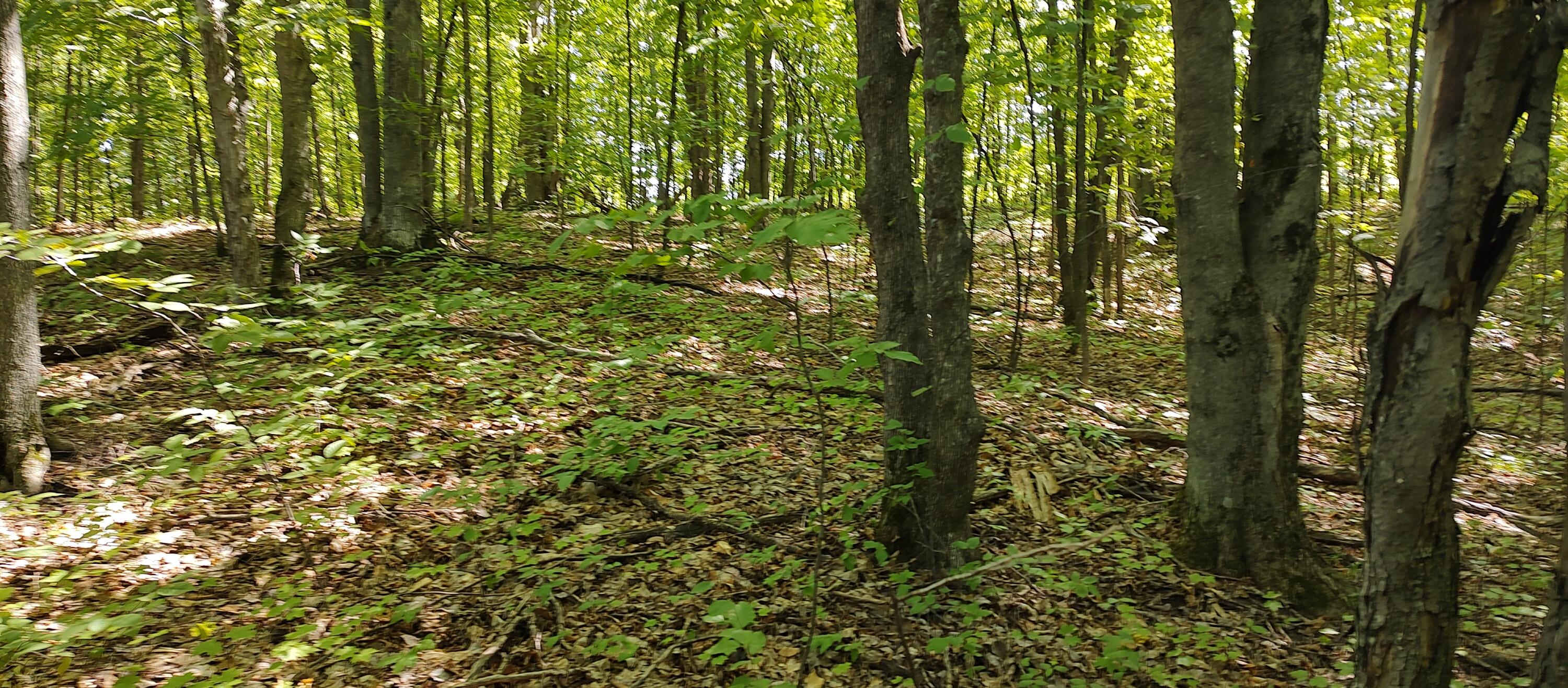 Scott Road