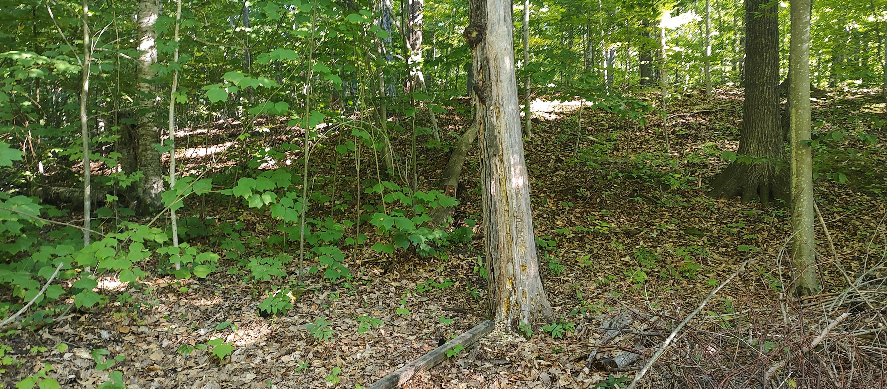 14230 Cedarwood Drive