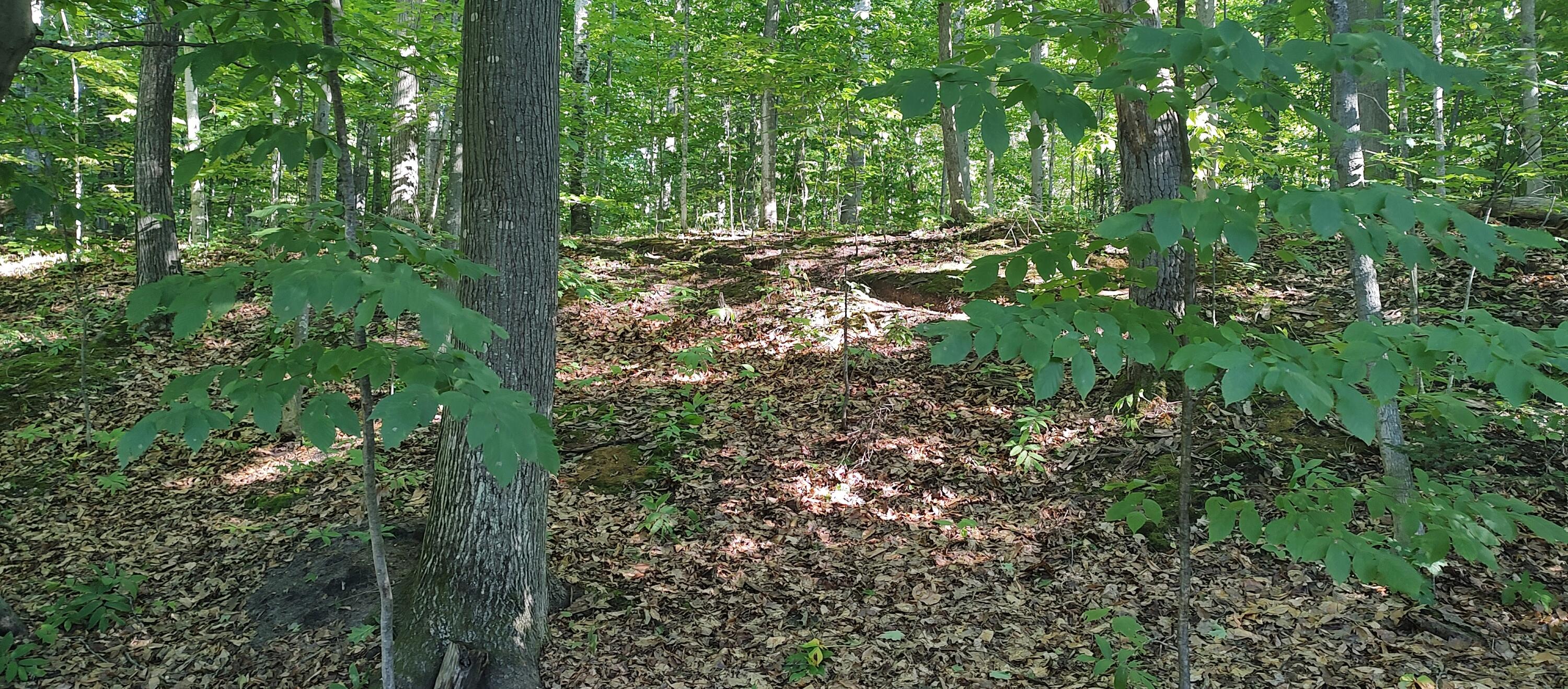 14230 Cedarwood Drive