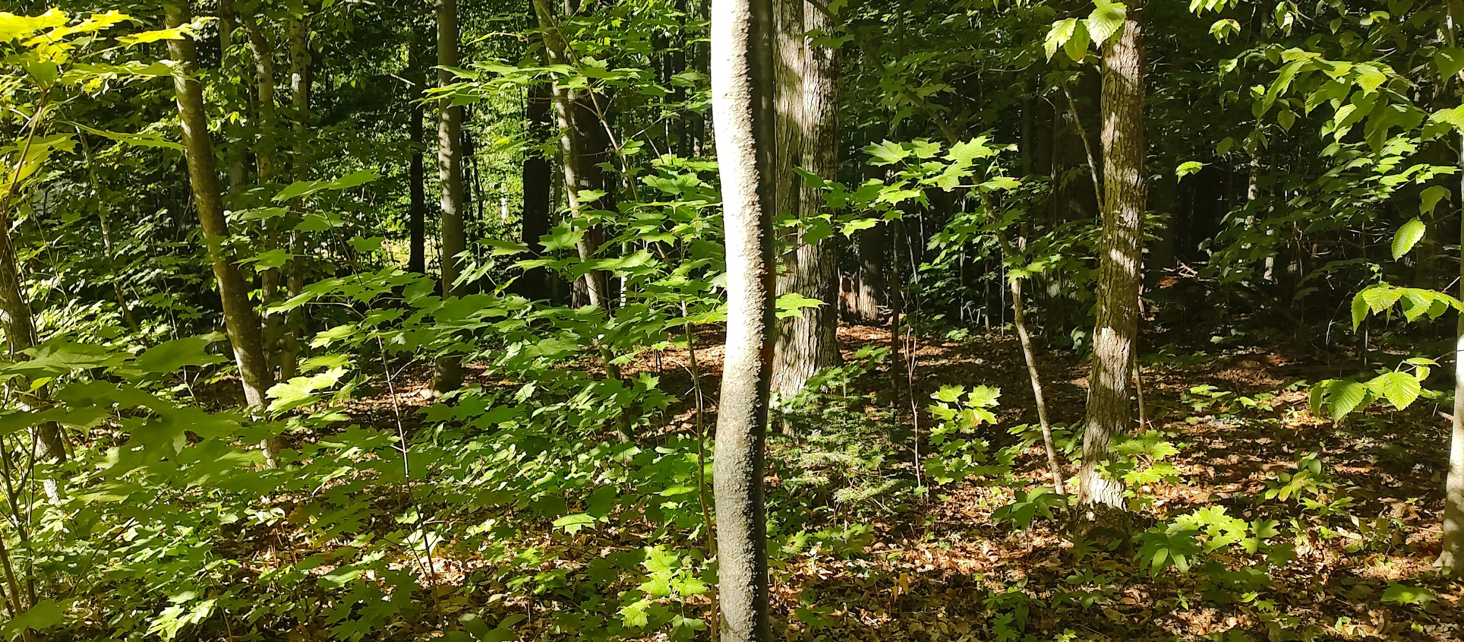 14230 Cedarwood Drive