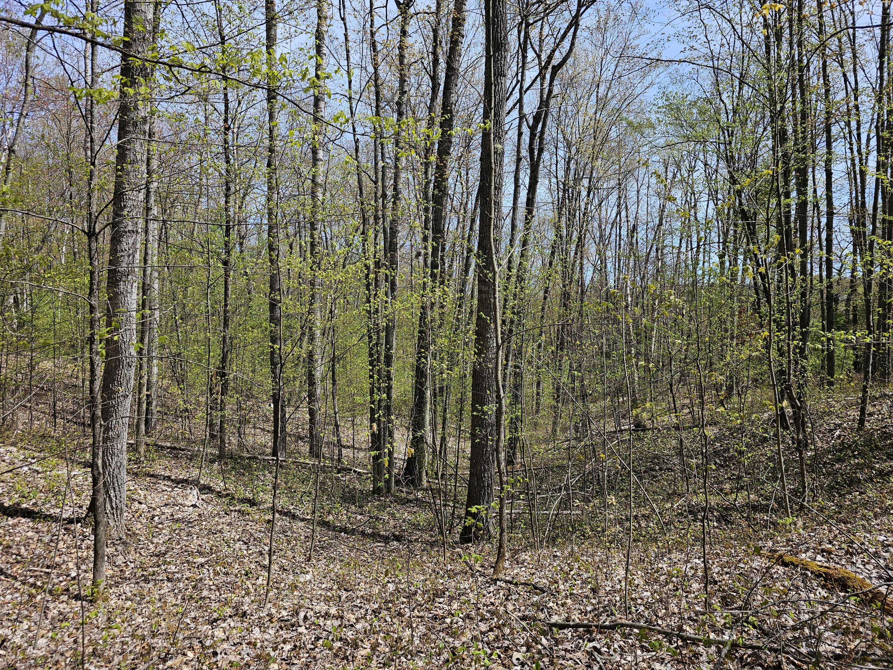 16599 Timber Line Drive