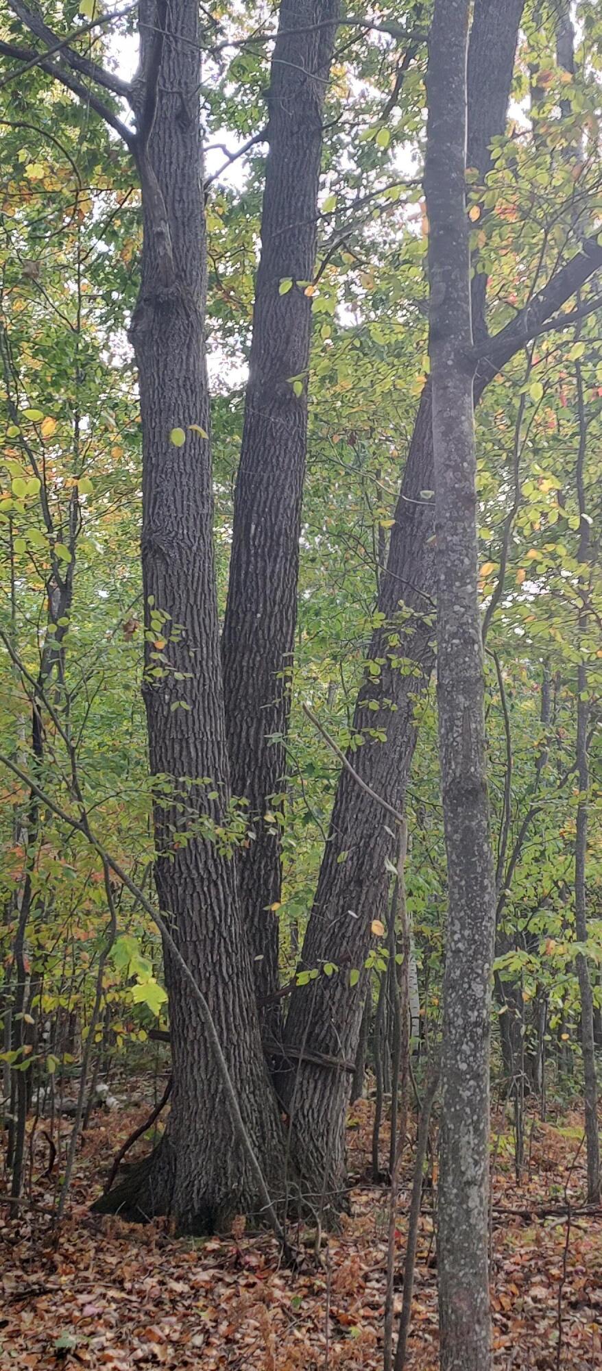 4682&4688 Hiawatha Drive