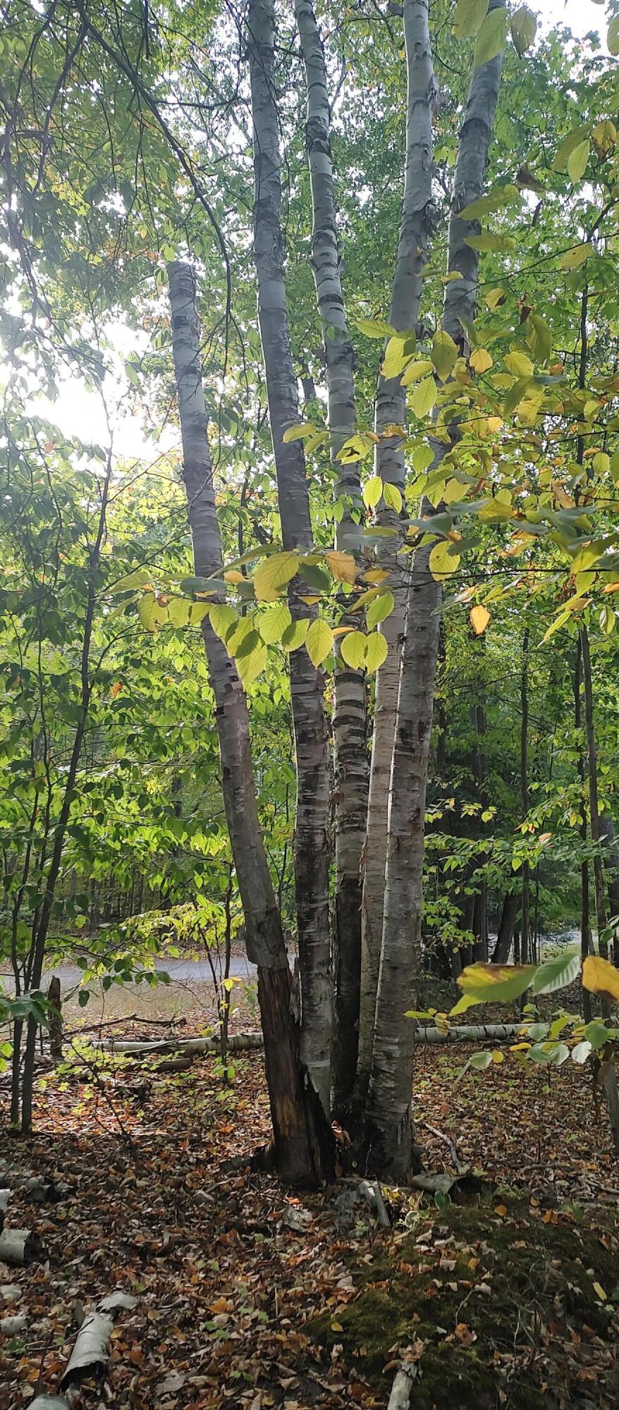 4682&4688 Hiawatha Drive