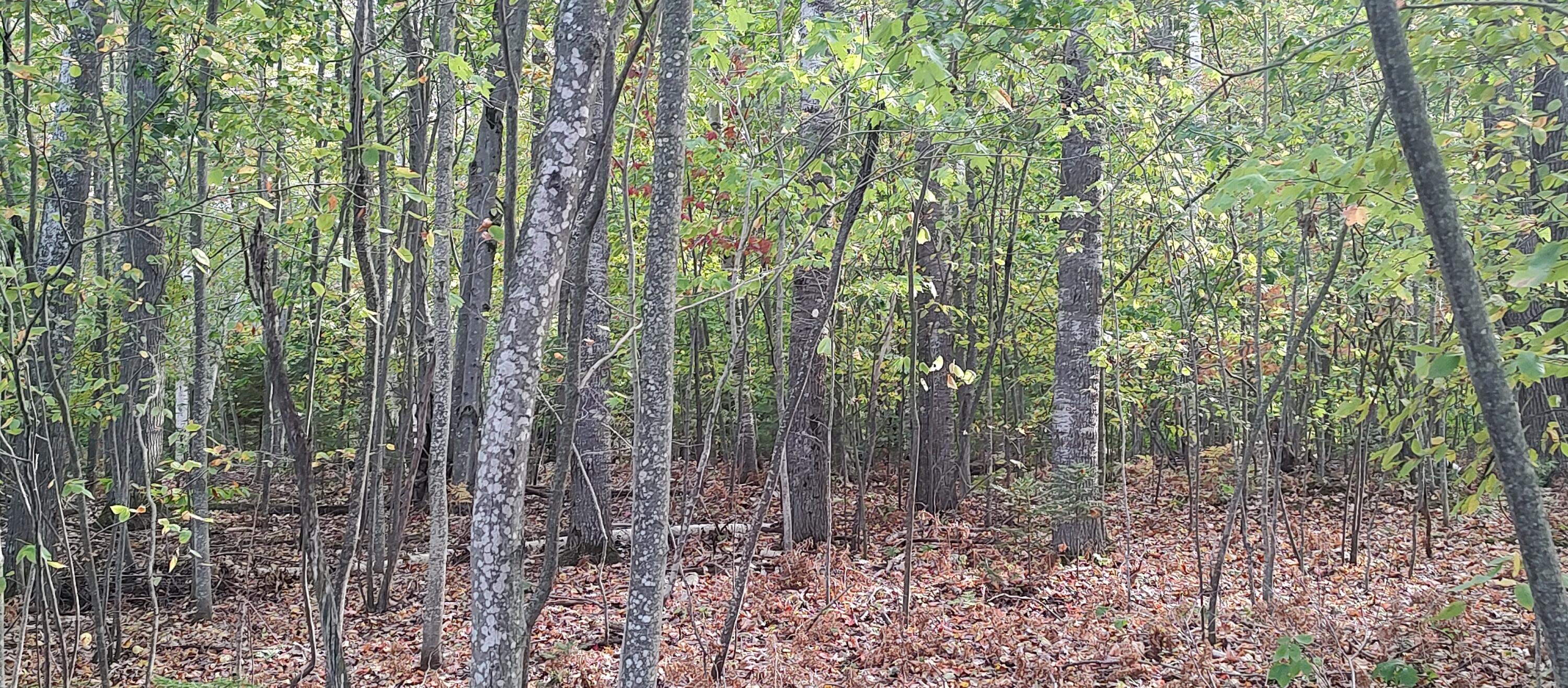 4682&4688 Hiawatha Drive