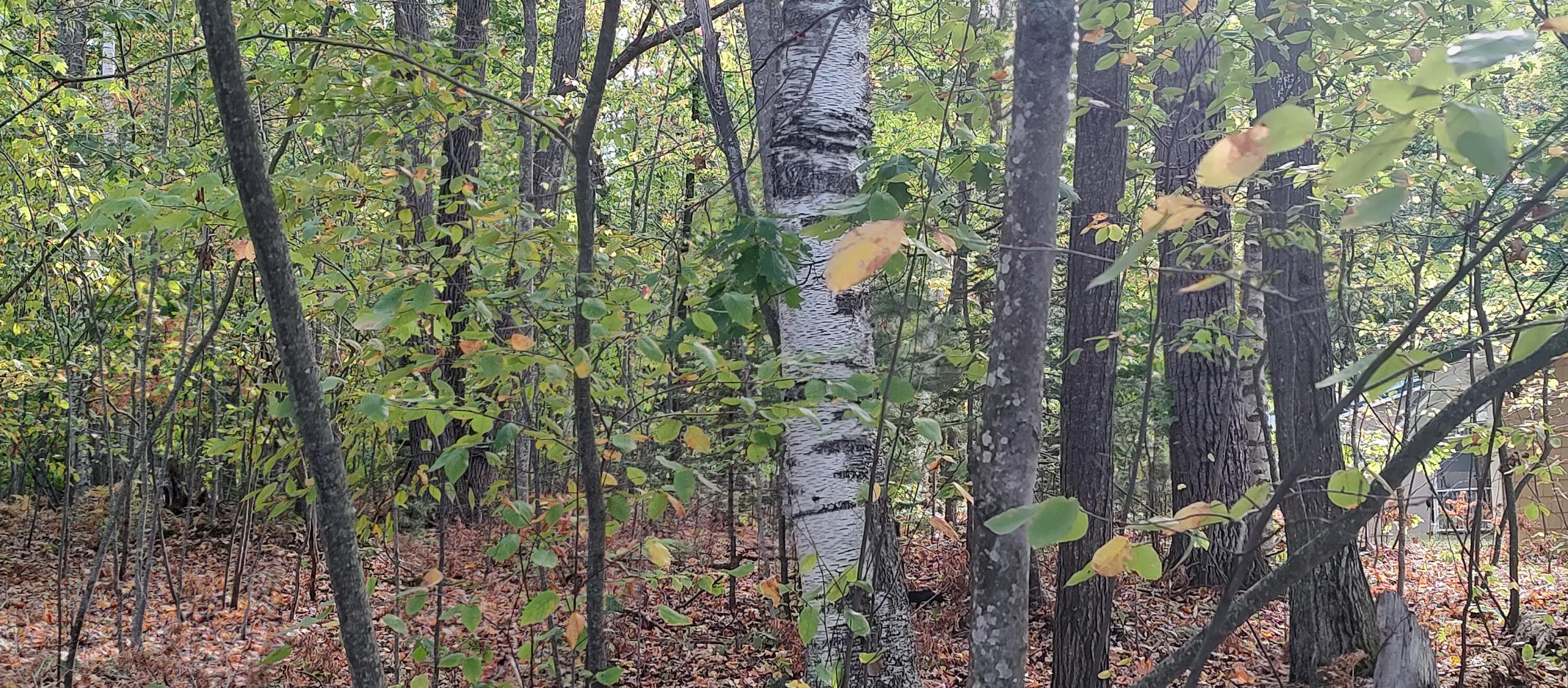 4682&4688 Hiawatha Drive