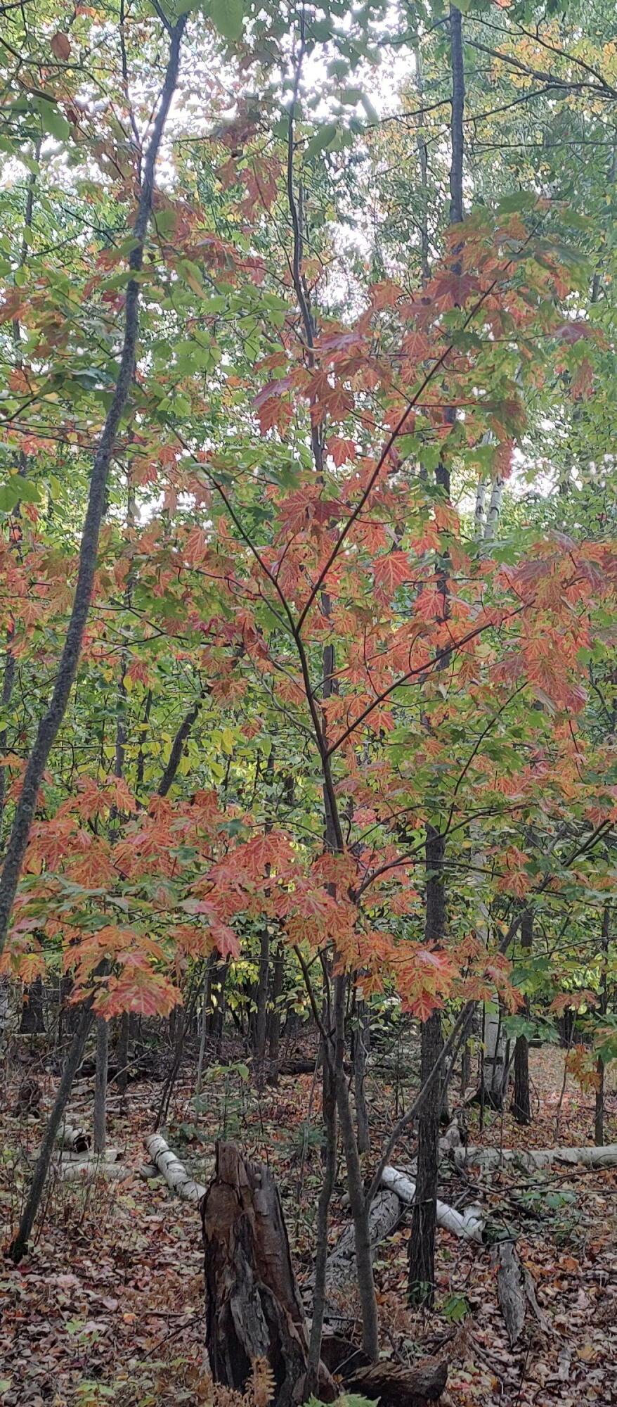 4682&4688 Hiawatha Drive