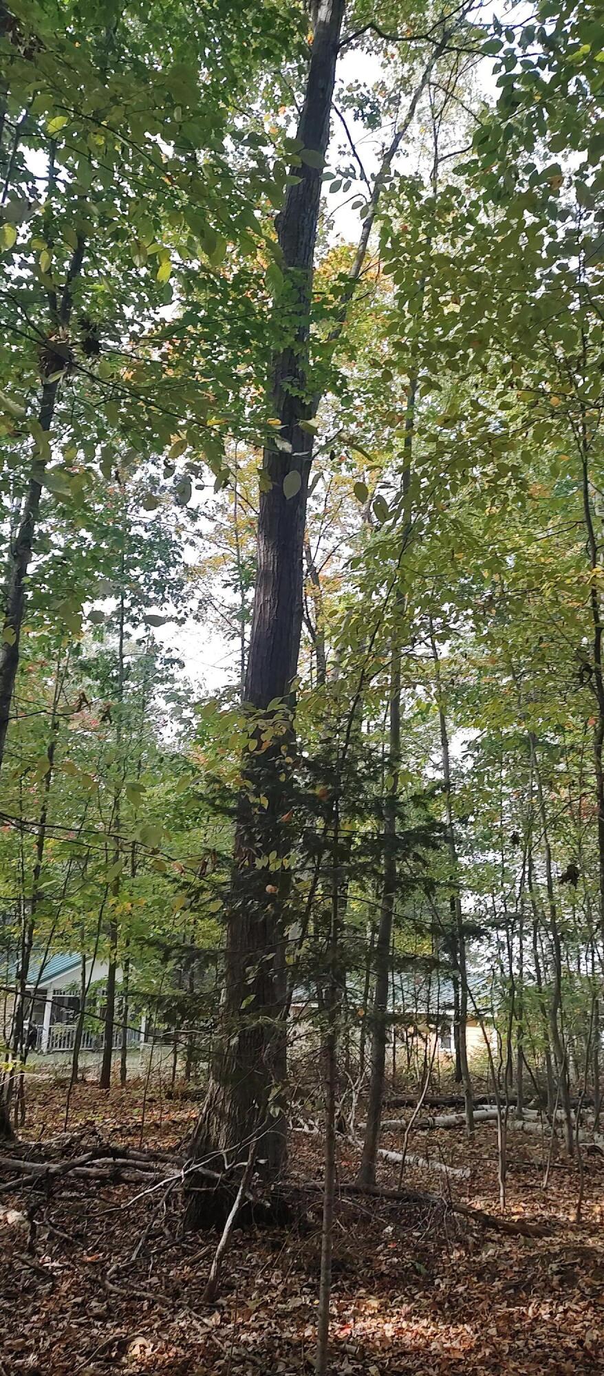 4682&4688 Hiawatha Drive