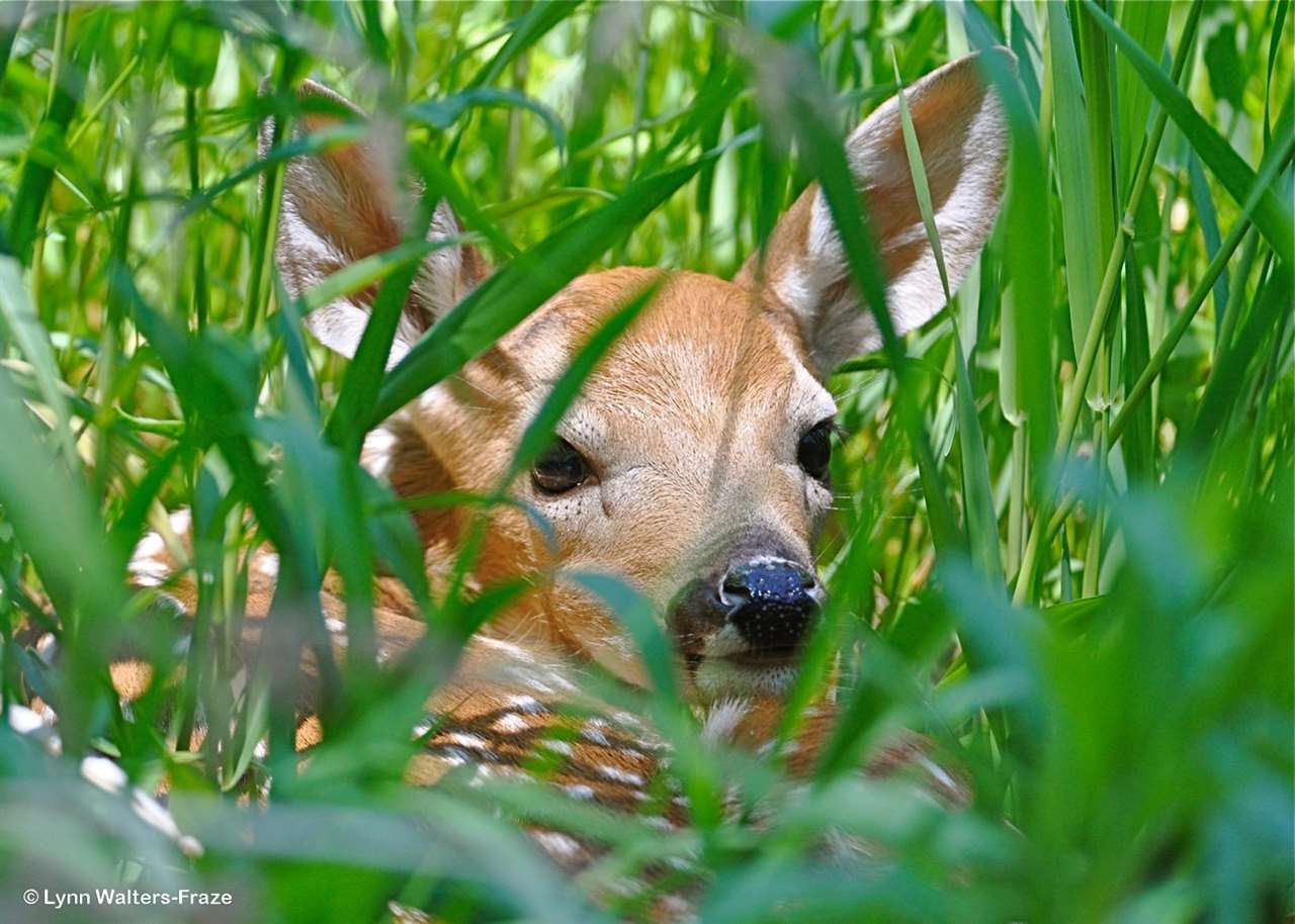 5870 Maple Isle Court Unit: Lot # 28, 29 & 30